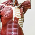 Modèles anatomiques pour artistes